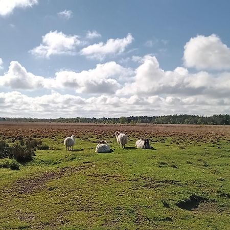 Ruim Huisje Op Een Prachtige Plek Hemrik 外观 照片